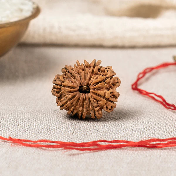 11 Mukhi Rudraksha