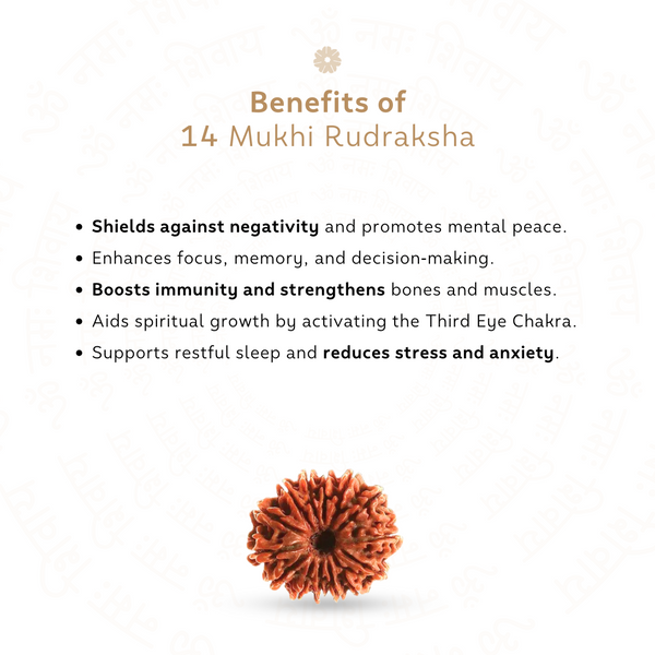 14 Mukhi Rudraksha