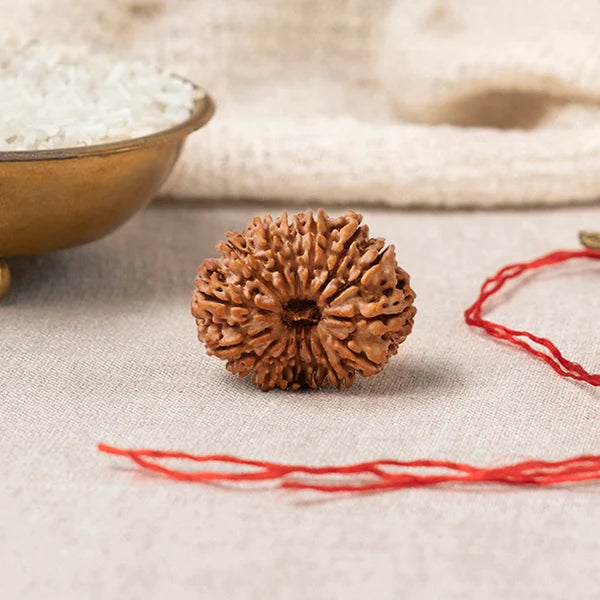 14 Mukhi Rudraksha