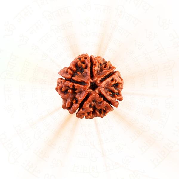 5 Mukhi Rudraksha