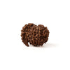 Sawar Rudraksha