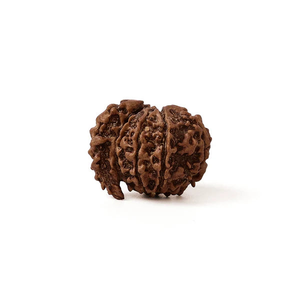 Sawar Rudraksha