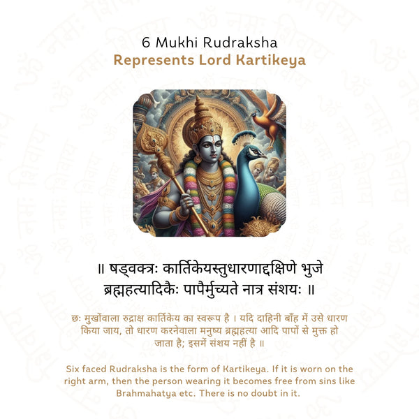 6 Mukhi Rudraksha