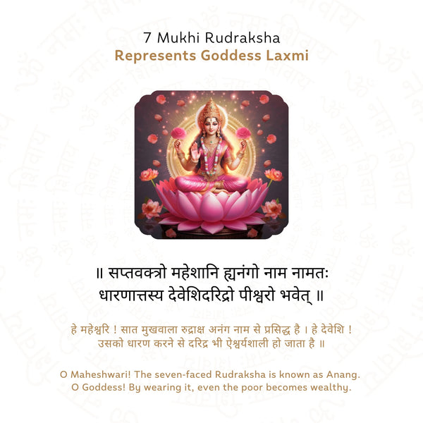 7 Mukhi Rudraksha