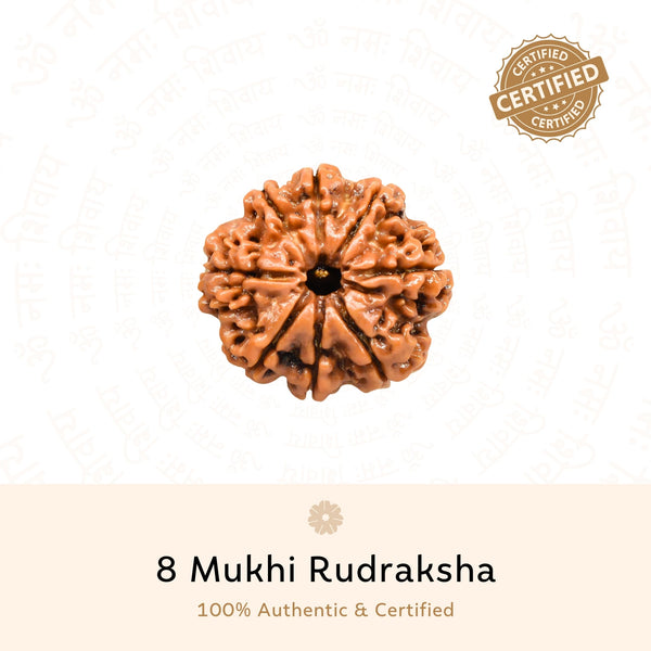 8 Mukhi Rudraksha