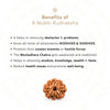 8 Mukhi Rudraksha