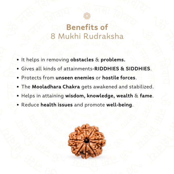 8 Mukhi Rudraksha