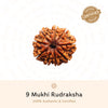 9 Mukhi Rudraksha