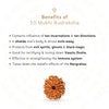 10 Mukhi Rudraksha