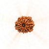 11 Mukhi Rudraksha