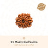 11 Mukhi Rudraksha