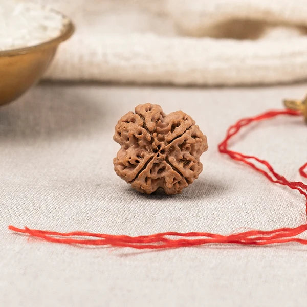 4 Mukhi Rudraksha