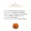 12 Mukhi Rudraksha