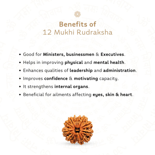 12 Mukhi Rudraksha