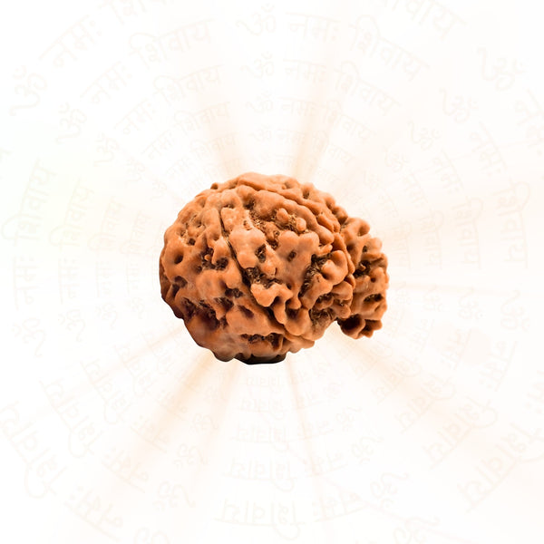 Ganesh Mukhi Rudraksha