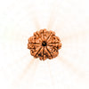 8 Mukhi Rudraksha