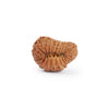 21 Mukhi Rudraksha