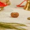 19 Mukhi Rudraksha
