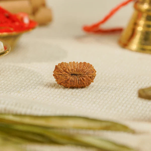 19 Mukhi Rudraksha