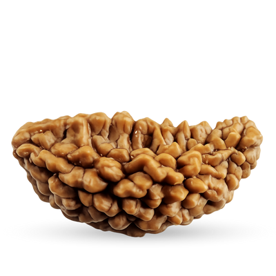 1 Mukhi Rudraksha