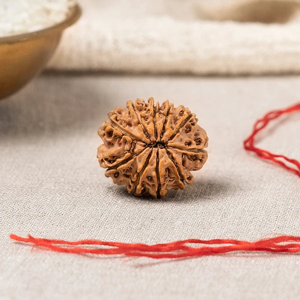 10 Mukhi Rudraksha
