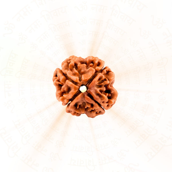 4 Mukhi Rudraksha