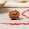 11 Mukhi Rudraksha