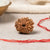 11 Mukhi Rudraksha