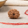 12 Mukhi Rudraksha