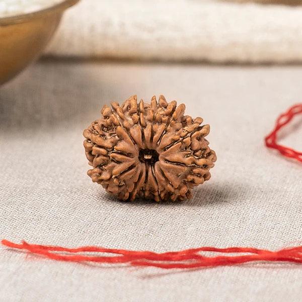 12 Mukhi Rudraksha