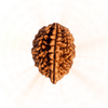 2 Mukhi Rudraksha