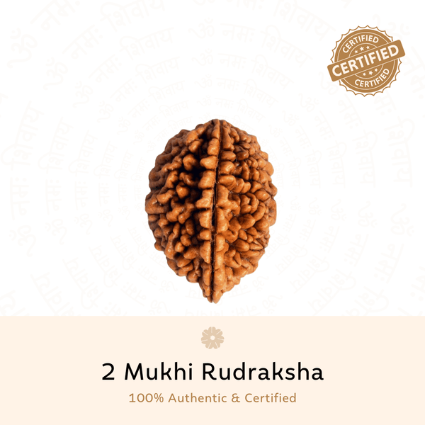 2 Mukhi Rudraksha