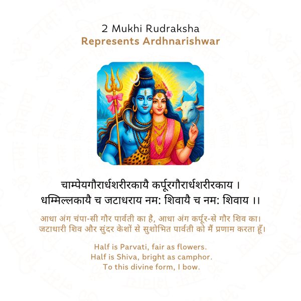 2 Mukhi Rudraksha