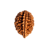 2 Mukhi Rudraksha