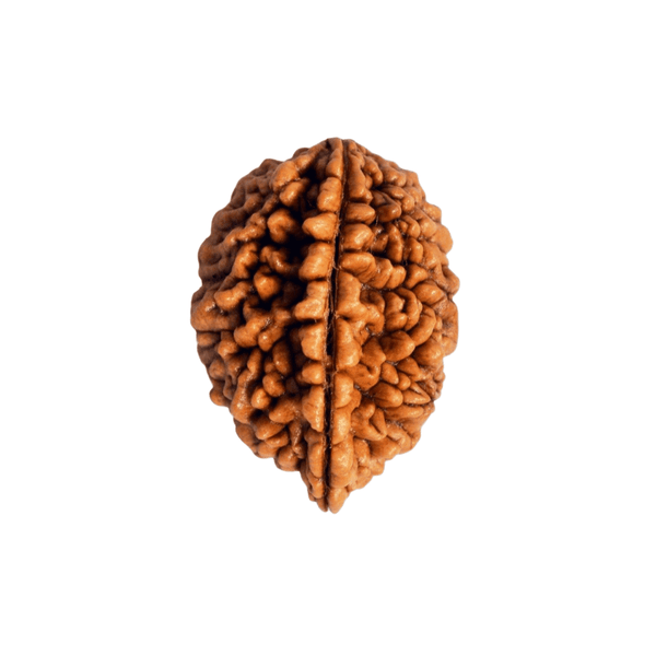 2 Mukhi Rudraksha