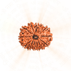 13 Mukhi Rudraksha