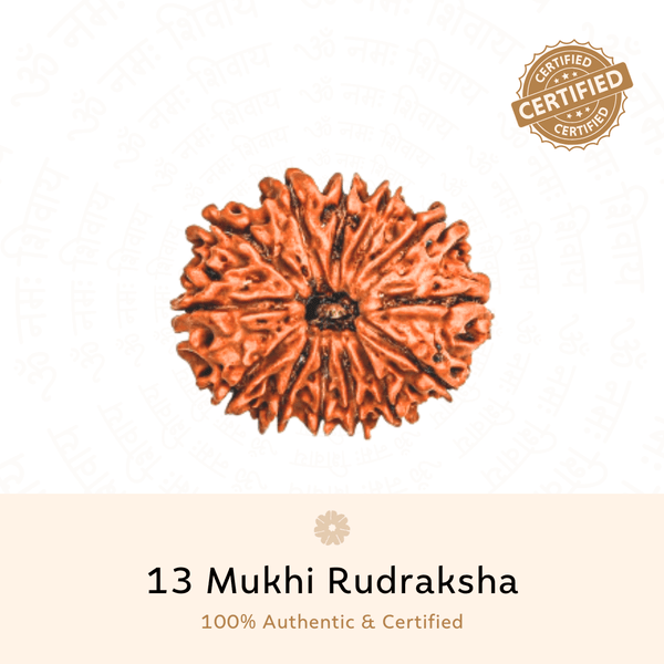 13 Mukhi Rudraksha