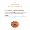 13 Mukhi Rudraksha
