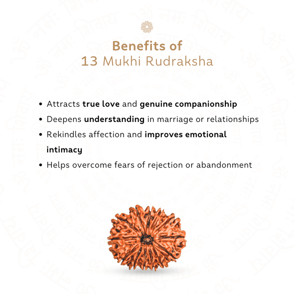 13 Mukhi Rudraksha