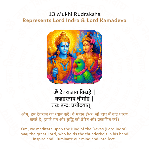 13 Mukhi Rudraksha