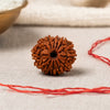 13 Mukhi Rudraksha