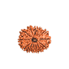 13 Mukhi Rudraksha