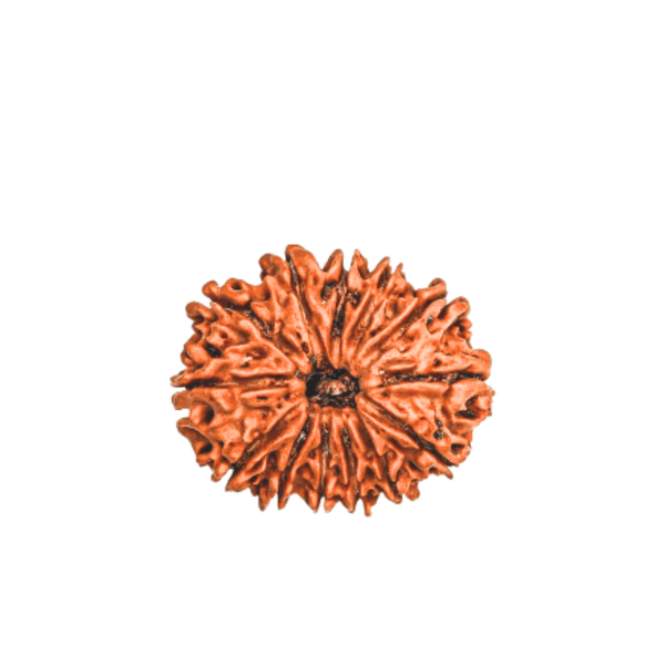13 Mukhi Rudraksha