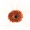 14 Mukhi Rudraksha