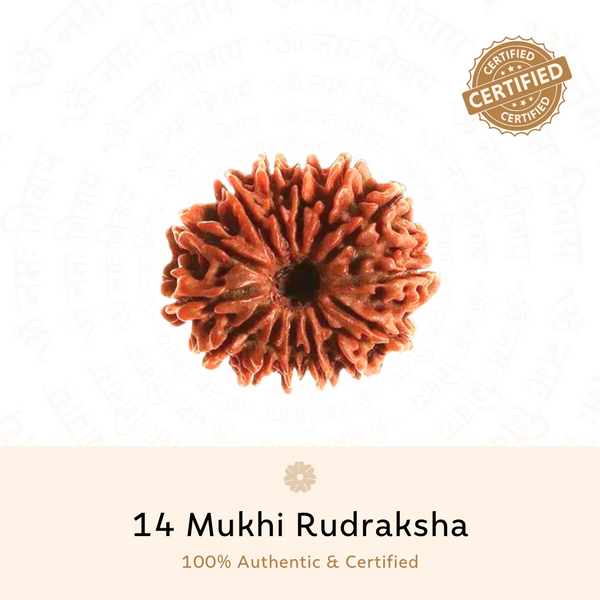 14 Mukhi Rudraksha