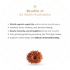 14 Mukhi Rudraksha