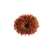 14 Mukhi Rudraksha