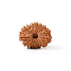15 Mukhi Rudraksha