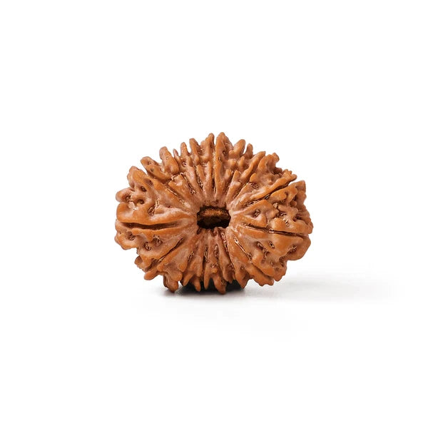 15 Mukhi Rudraksha