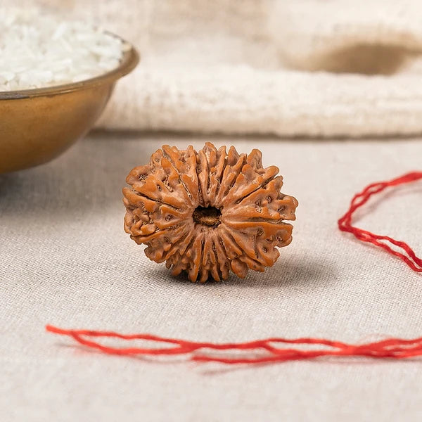 15 Mukhi Rudraksha